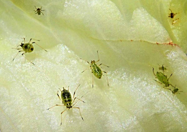 M&scaron;ice na sal&aacute;tu