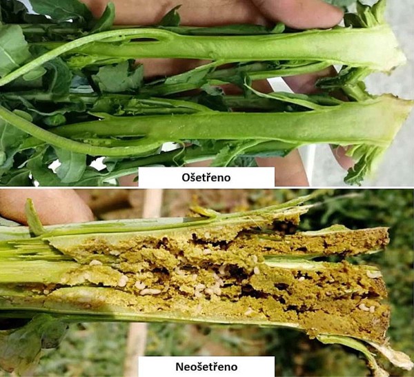 Obr.: Rozdílný výskyt larev stonkových krytonosců v rostlinách řepky na ošetřené ploše (nahoře) a neošetřené ploše (dole) v Praze-Ruzyni 2018 Obr.: Rozdílný výskyt larev stonkových krytonosců v rostlinách řepky na ošetřené ploše (nahoře) a neošetřené ploše (dole) v Praze-Ruzyni 2018