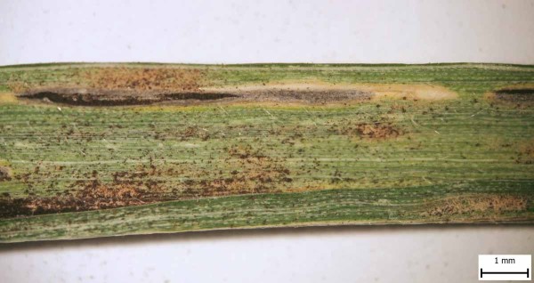 Stébelná snětivost žita - příznaky napadení, snětivé pruhy na listu Stébelná snětivost žita - příznaky napadení, snětivé pruhy na listu