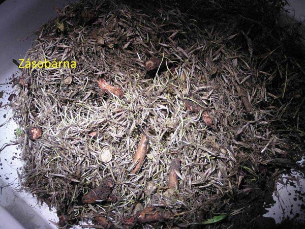 Obr. 2: Zimní zásobárna z klíčících obilek a kořínků pampelišky Obr. 2: Zimní zásobárna z klíčících obilek a kořínků pampelišky