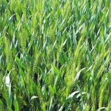 Fenomen - p&scaron;enice, za kterou se ohl&eacute;dnete