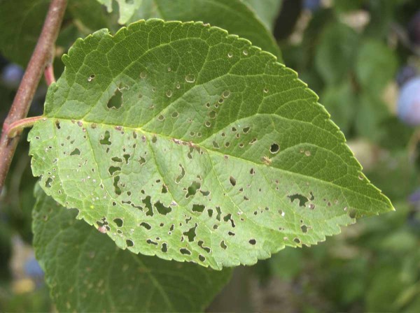 Such&aacute; skvrnitost listů slivoně