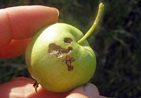 Požerek obaleče zimolezového Požerek obaleče zimolezového