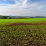 &Uacute;činek NPK a&nbsp;statkov&yacute;ch hnojiv na v&yacute;nosy zrna a&nbsp;sl&aacute;my p&scaron;enice ozim&eacute;