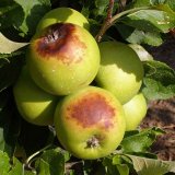 Ochrana ovoce v&nbsp;integrovan&eacute; produkci během l&eacute;ta