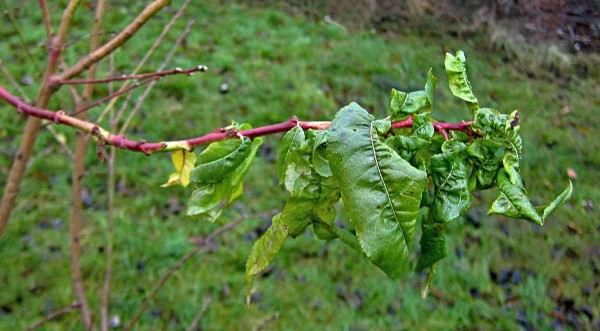 Mšice hnízdotvorná na broskvoni Mšice hnízdotvorná na broskvoni