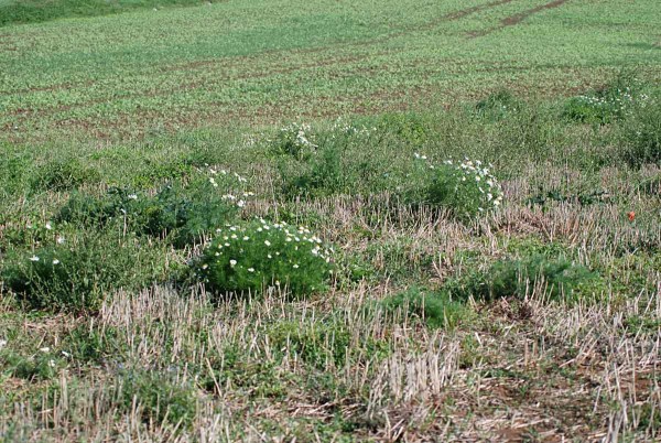 Nepodm&iacute;tnut&aacute; strni&scaron;tě jsou zdrojem n&aacute;sledn&eacute;ho zaplevelen&iacute;