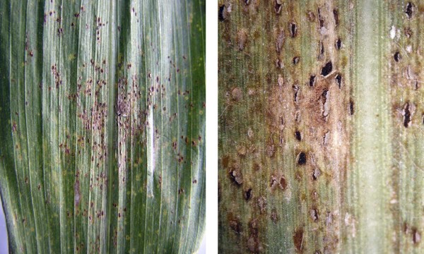 Puccinia sorghi - kupky letních a zimních spor Puccinia sorghi - kupky letních a zimních spor