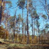 V les&iacute;ch ne&scaron;kod&iacute; jen kůrovci na smrku