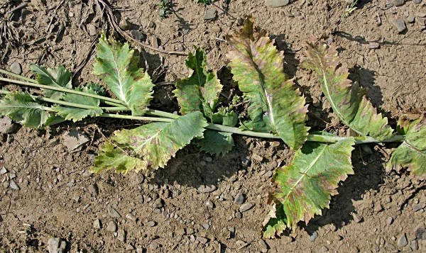 Pleosporov&aacute; hněd&aacute; skvrnitost m&aacute;ku