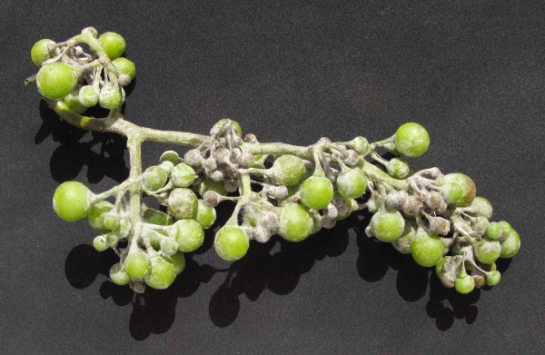 Padl&iacute; r&eacute;vy