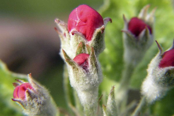 F&aacute;ze růžov&eacute;ho poupěte až bal&oacute;nku je př&iacute;ležitost&iacute;  pro z&aacute;kladn&iacute; o&scaron;etřen&iacute; proti m&scaron;ici jitrocelov&eacute;  (Dysaphis plantaginea)