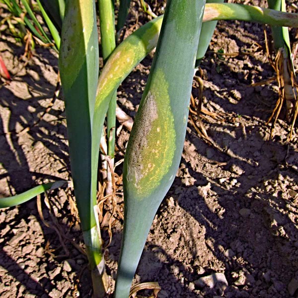 Plíseň česnekovitých Plíseň česnekovitých