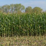 Konzervace biomasy (sil&aacute;že)