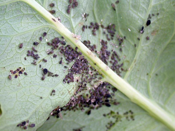 V př&iacute;padě zaznamen&aacute;n&iacute; žloutnut&iacute; listů nebo rostliny je třeba vždy přesně určit př&iacute;činu, např. zda se jedn&aacute; o&nbsp;pl&iacute;seň m&aacute;ku nebo m&scaron;ici makovou