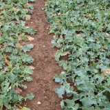 Podzimn&iacute; přihnojen&iacute; řepky dus&iacute;kem za jarn&iacute; ceny