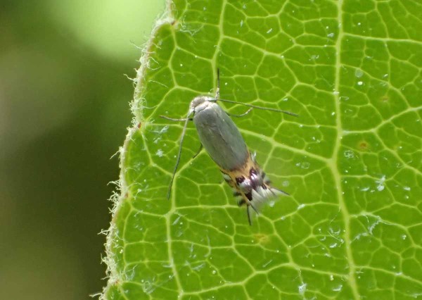 Podkopn&iacute;ček spir&aacute;lov&yacute;