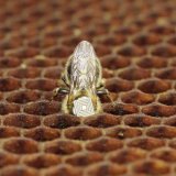 Včely a&nbsp;ochrana rostlin