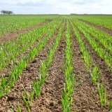 V&yacute;sevky ve vztahu k&nbsp;poln&iacute; vzch&aacute;zivosti a&nbsp;v&yacute;nosům jarn&iacute;ho ječmene