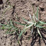 Alternat&iacute;vy herbic&iacute;dnej regul&aacute;cie zaburinenosti kukurice siatej