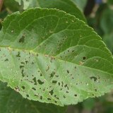 Ochrana ovocn&yacute;ch dřevin v&nbsp;červnu