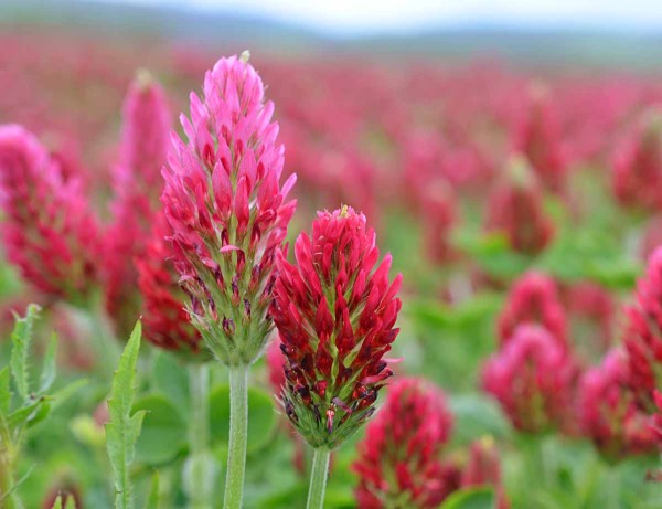 Obr. 3: Jetel inkarn&aacute;t