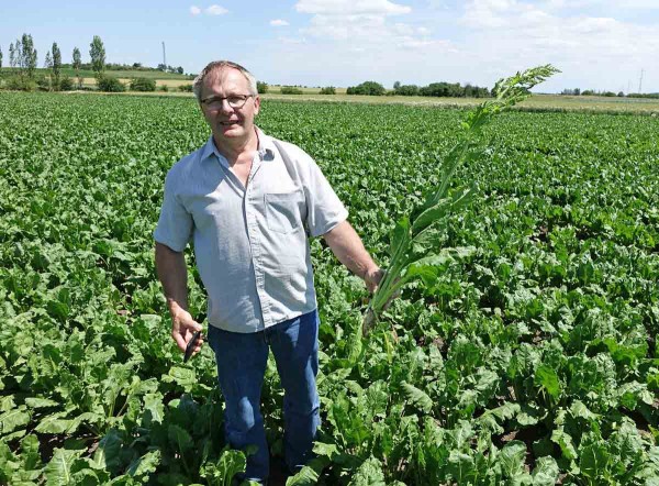 Obr. 5: Prof. Josef Soukup při monitoringu vyběhlic v&nbsp;porostu Conviso Smart cukrov&eacute; řepy 