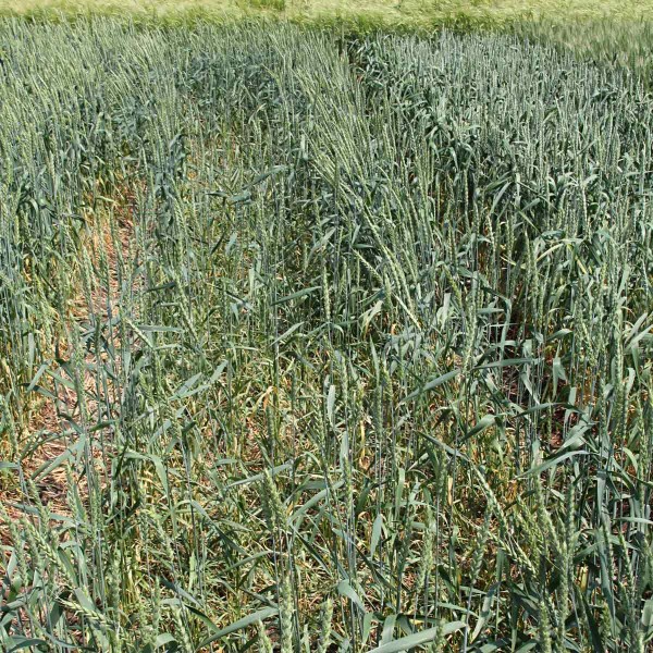 Obr. 2: Po&scaron;kozen&iacute; porostu p&scaron;enice jarn&iacute; hrabo&scaron;em poln&iacute;m