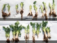 Zastaven&iacute; růstu vegetačn&iacute;ho vrcholu před zimou zlep&scaron;uje přezimov&aacute;n&iacute; (BASF)