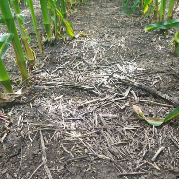  Obr. 14: Kukuřice př&iacute;mo set&aacute; do ochrann&eacute; plodiny - svazenka, pohanka, slunečnice, řeřicha