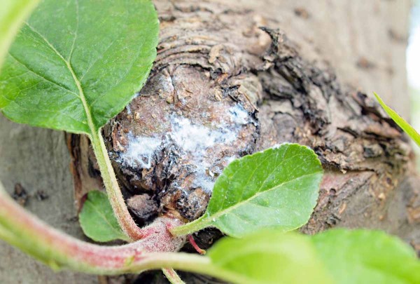 S nárůstem teplot dochází ve výsadbách jabloní během května k rozvoji kolonií vlnatky krvavé S nárůstem teplot dochází ve výsadbách jabloní během května k rozvoji kolonií vlnatky krvavé