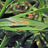 Aktu&aacute;ln&iacute; přehled ochrany poln&iacute;ch plodin - duben a&nbsp;květen 2018