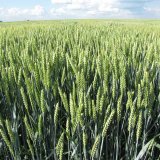 LG Imposanto - imposantn&iacute; v&yacute;nos i&nbsp;kvalita