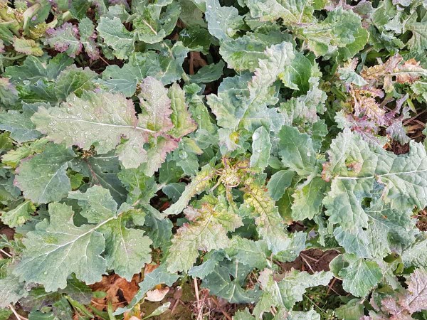 Obr. 5: Fytotoxick&eacute; po&scaron;kozen&iacute; řepky z&aacute;měnou herbicidu