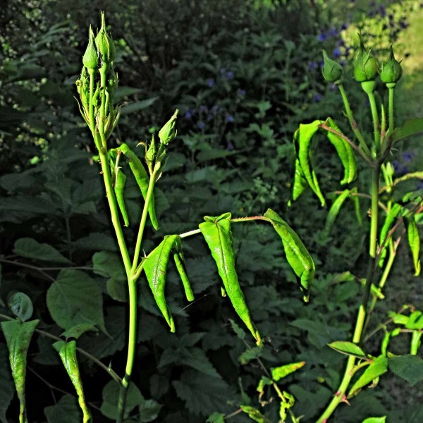 Svinování listů růží pilatěnkou drobnou Svinování listů růží pilatěnkou drobnou