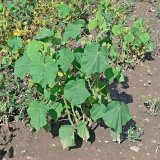 Inv&aacute;zne a&nbsp;expanz&iacute;vne druhy v&nbsp;podmienkach Slovenska (3): Podslnečn&iacute;k Theofrastov a&nbsp;Ibi&scaron;tek trojdielny