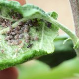 Ochrana sadů proti &scaron;kůdcům a&nbsp;patogenům v&nbsp;květnu