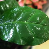 Kdy, proč a jak používat mimokořenovou aplikaci živin Kdy, proč a jak používat mimokořenovou aplikaci živin