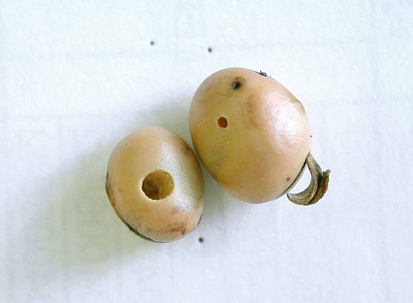 Obr. 8b: Vlevo je semeno bobu, kter&eacute; opustil zrnokaz bobov&yacute;, vpravo je semeno, kter&eacute; opustil jeho parazitoid - na prav&eacute;m semeni je je&scaron;tě vidět nekrotizovan&yacute; (čern&yacute;) mal&yacute; otvůrek, jedn&aacute; se o&nbsp;vlezov&yacute; otvor po mal&eacute; larvě zrnokaze - již tehdy měla v&nbsp;těle larvu parazitoida