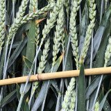 O&scaron;etřen&iacute; obilnin proti listov&yacute;m chorob&aacute;m a&nbsp;klasu