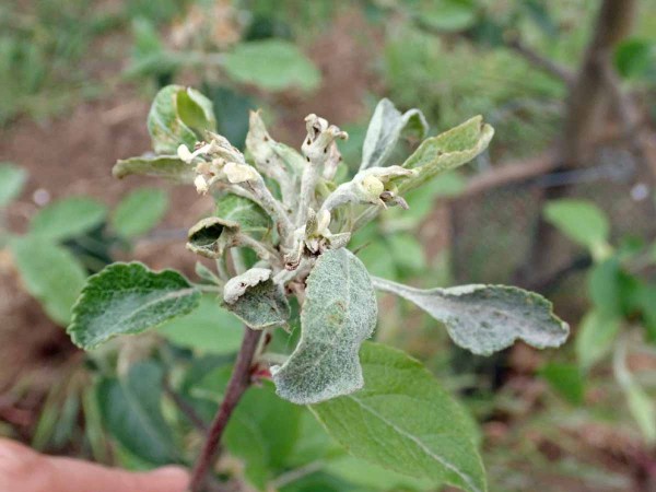 Na poč&aacute;tku května se ve v&yacute;sadb&aacute;ch jablon&iacute; již setk&aacute;v&aacute;me s&nbsp;př&iacute;znaky v&yacute;skytu padl&iacute; 