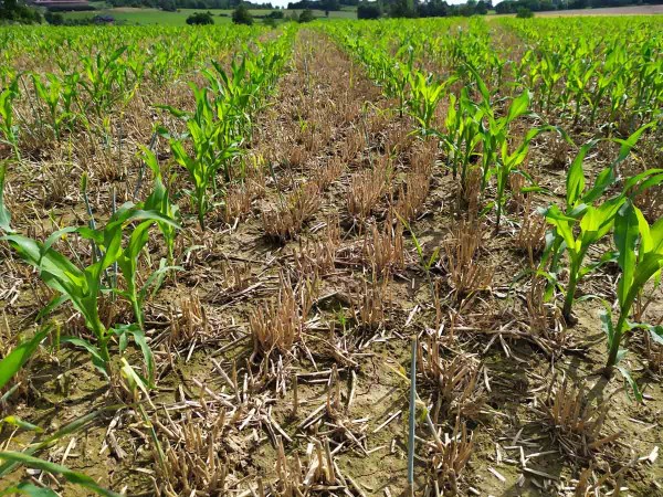 Obr. 9: Set&iacute; kukuřice do strni&scaron;tě žita, aplikov&aacute;n glyfos&aacute;t před set&iacute;m