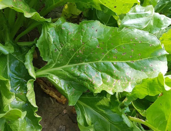 Obr. 7: Raný výskyt Cercospora beticola v červnu 2019 Obr. 7: Raný výskyt Cercospora beticola v červnu 2019