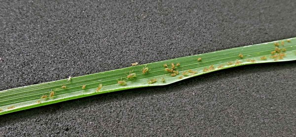 Mšice na česneku Mšice na česneku