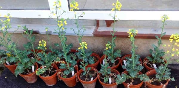 Obr. 2: Rostliny řepky na TuYV negativn&iacute;, ve stejn&yacute; čas