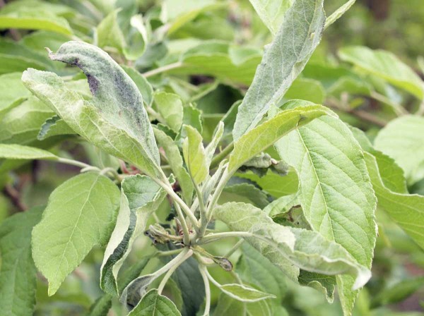 Př&iacute;znaky napaden&iacute; padl&iacute;m na&nbsp;poč&aacute;tku června