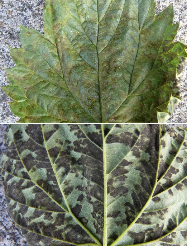 Obr. 2: Př&iacute;znaky napaden&iacute; P. humuli na listu