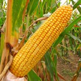 &Scaron;pičkov&aacute; genetika pro spolehlivost a&nbsp;v&yacute;nosovou stabilitu