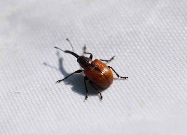 Zobonoska jablečná ve sklepávadle Zobonoska jablečná ve sklepávadle