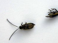 B&aacute;zlivec kukuřičn&yacute;